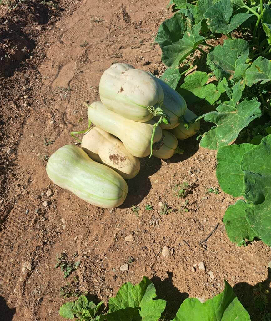 Community members working in ROCS food garden